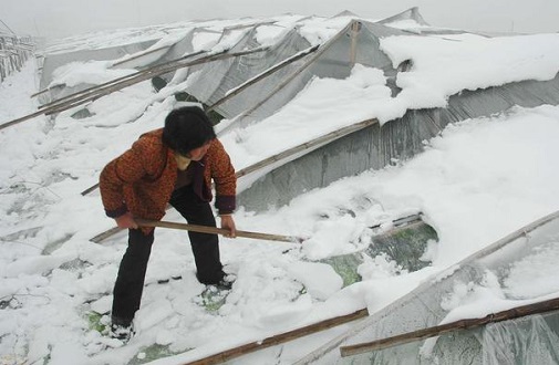 大雪壓垮鋼結(jié)構(gòu)廠房，眾多“二師兄”壯烈犧牲